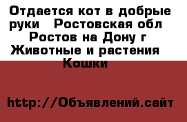 Отдается кот в добрые руки - Ростовская обл., Ростов-на-Дону г. Животные и растения » Кошки   